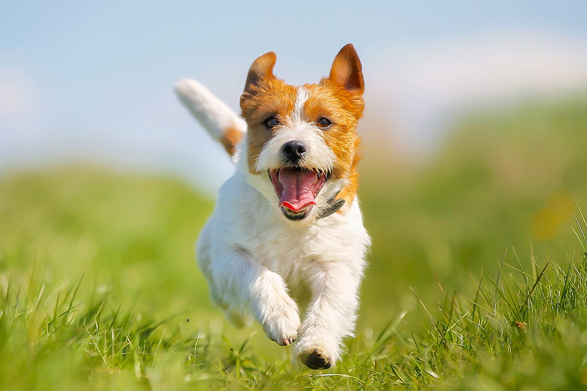 Hunde Willkommen – Studio mit Küche